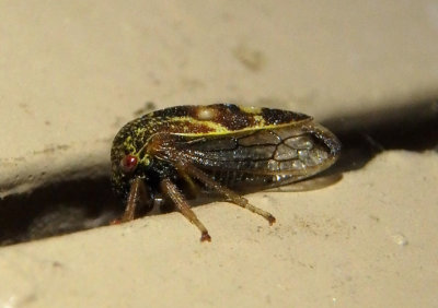 Cyrtolobus fenestratus; Treehopper species