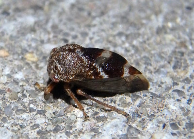 Cyrtolobus pallidifrontis; Treehopper species