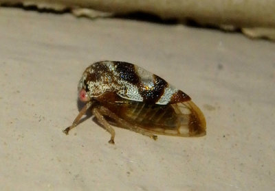 Cyrtolobus vau; Treehopper species