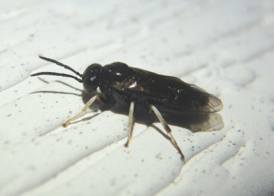 Caliroa Common Sawfly species
