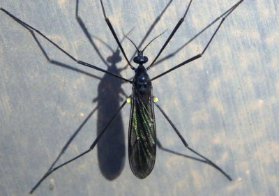 Gnophomyia tristissima; Limoniid Crane Fly species 