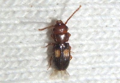 Laemophloeus fasciatus; Lined Flat Bark Beetle species