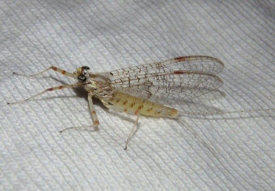 Maccaffertium vicarium; Flatheaded Mayfly species; female
