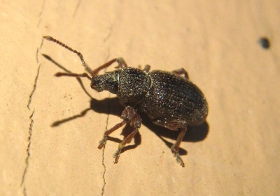 Otiorhynchus ovatus; Strawberry Root Weevil; exotic