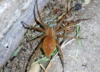 Pisaurina mira; Nursery Web Spider; female