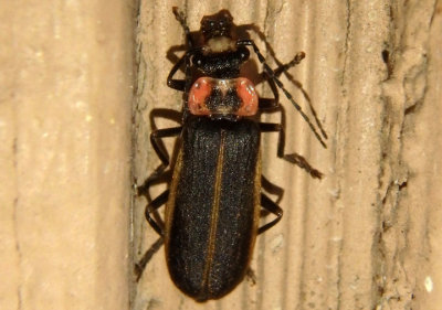 Podabrus brevicollis; Soldier Beetle species