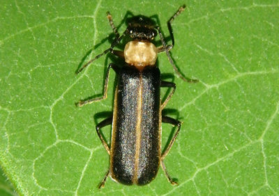 Podabrus flavicollis; Soldier Beetle species