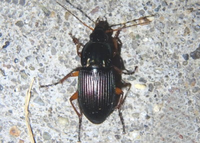 Poecilus lucublandus; Woodland Ground Beetle species