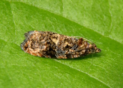 2738 - Endothenia hebesana; Verbena Bud Moth