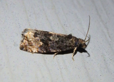 2753 - Apotomis capreana; Sallow Apotomis Moth