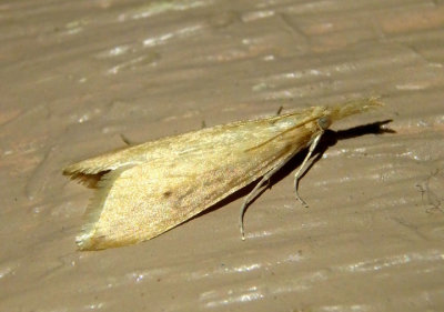 5313-5324 - Donacaula Crambid Snout Moth species 