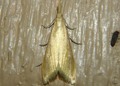 5313-5324 - Donacaula Crambid Snout Moth species