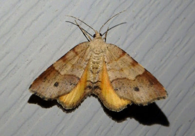 6322 - Mellilla xanthometata; Orange Wing; female