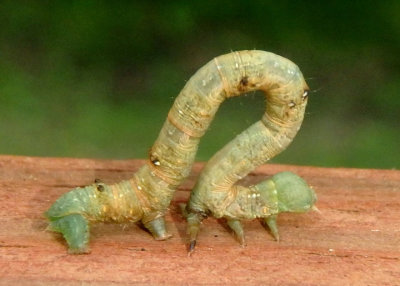 6797 - Ennomos magnaria; Maple Spanworm