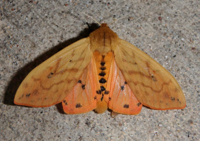 8129 - Pyrrharctia isabella; Isabella Moth 
