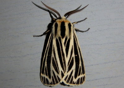 8175 - Apantesis virguncula; Little Virgin Tiger Moth