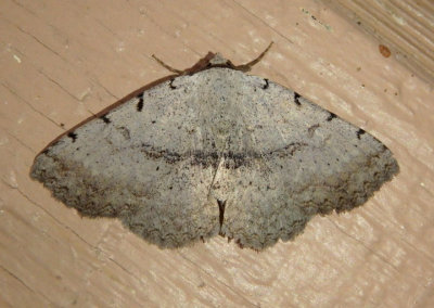 8769 - Spiloloma lunilinea; Moon-lined Moth