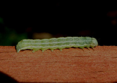 10495 - Orthosia hibisci; Speckled Green Fruitworm