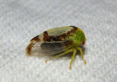 Atymna helena; Treehopper species