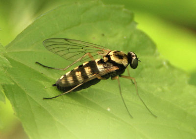 Chrysopilus ornatus; Ornate Snipe Fly; female