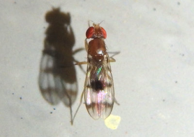 Chymomyza amoena; Vinegar Fly species