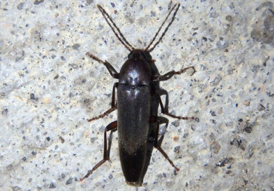 Enchodes sericea; False Darkling Beetle species