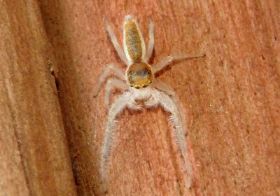 Hentzia mitrata; Jumping Spider species; male
