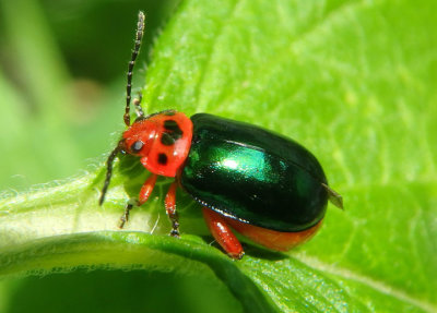 Kuschelina gibbitarsa; Flea Beetle species