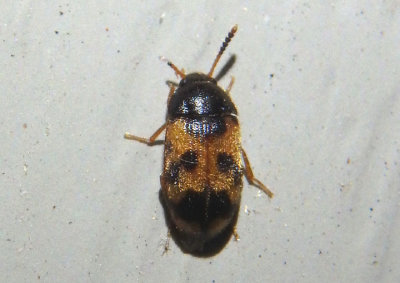 Mycetophagus flexuosus; Hairy Fungus Beetle species