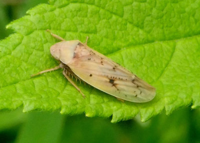 Ponana pectoralis; Leafhopper species