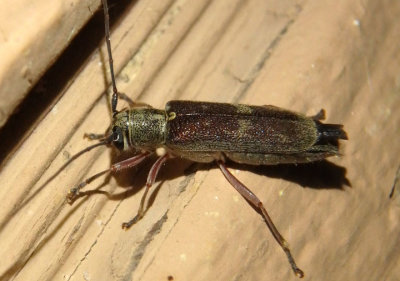 Saperda discoidea; Hickory Saperda