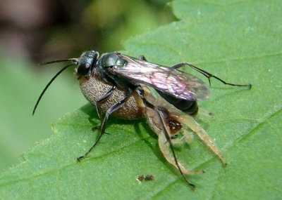 Pompilidae Spider Wasp species 