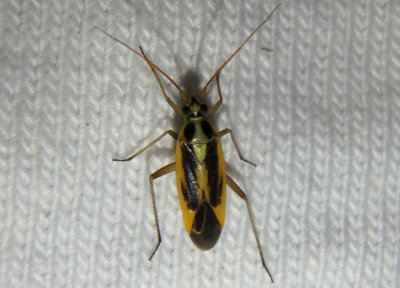 Stenotus binotatus; Two-spotted Grass Bug