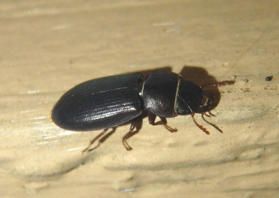 Tenebroides Bark-gnawing Beetle species