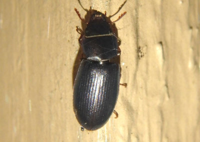 Tenebroides Bark-gnawing Beetle species