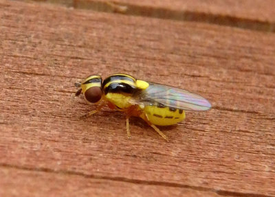Thaumatomyia Frit Fly species
