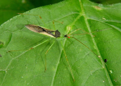 Zelus luridus; Assassin Bug species