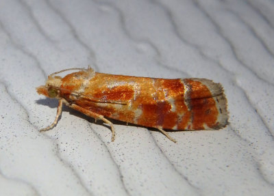 2867 - Rhyacionia buoliana; European Pine Shoot Moth; exotic