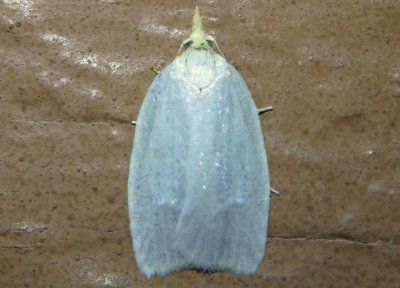 3725 - Cenopis pettitana; Maple Basswood Leafroller