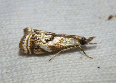 5420 - Microcrambus elegans; Elegant Grass-veneer Moth