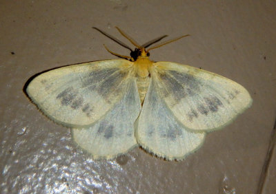 6274 - Speranza ribearia; Currant Spanworm Moth; male