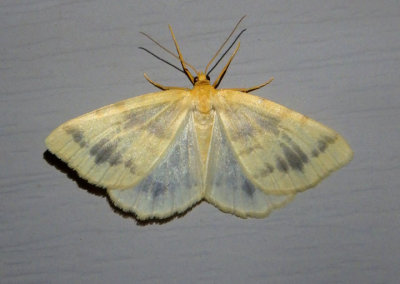 6274 - Speranza ribearia; Currant Spanworm Moth; female