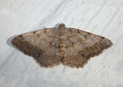 6386 - Digrammia ocellinata; Faint-spotted Angle