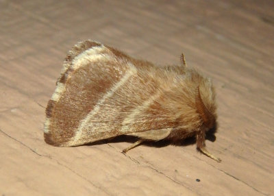 7701 - Malacosoma americanum; Eastern Tent Caterpillar Moth