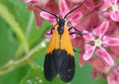 8087 - Lycomorpha pholus; Black-and-yellow Lichen Moth