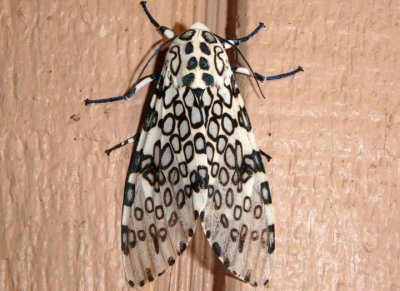 8146 - Hypercompe scribonia; Giant Leopard Moth
