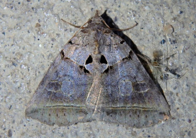 8747 - Celiptera frustulum; Black Bit Moth