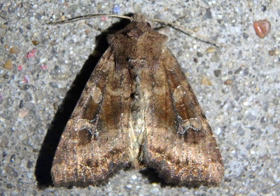 9454 - Loscopia velata; Veiled Ear Moth