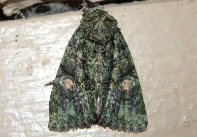 9619 - Phosphila miselioides; Spotted Phosphila