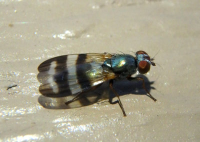 Chaetopsis Picture-winged Fly species